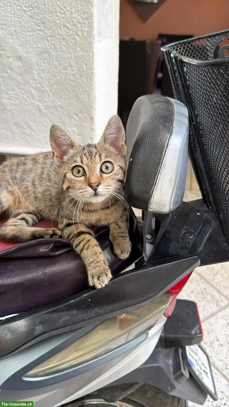 Süsses Kitten sucht liebevolles Zuhause 🐾