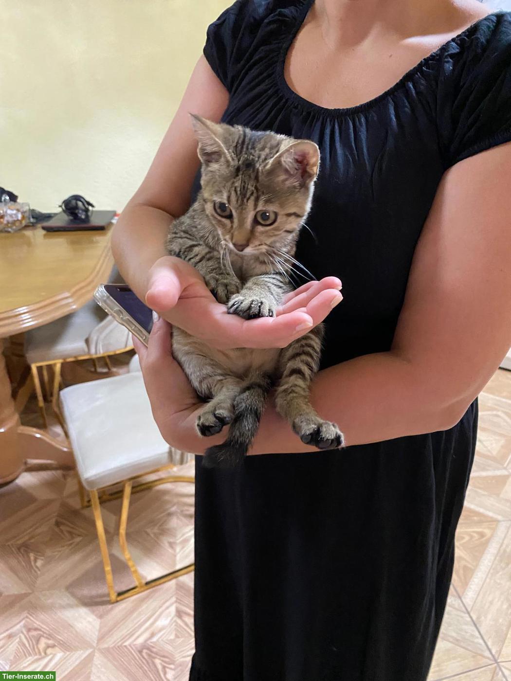Bild 2: Süsses Kitten sucht liebevolles Zuhause 🐾
