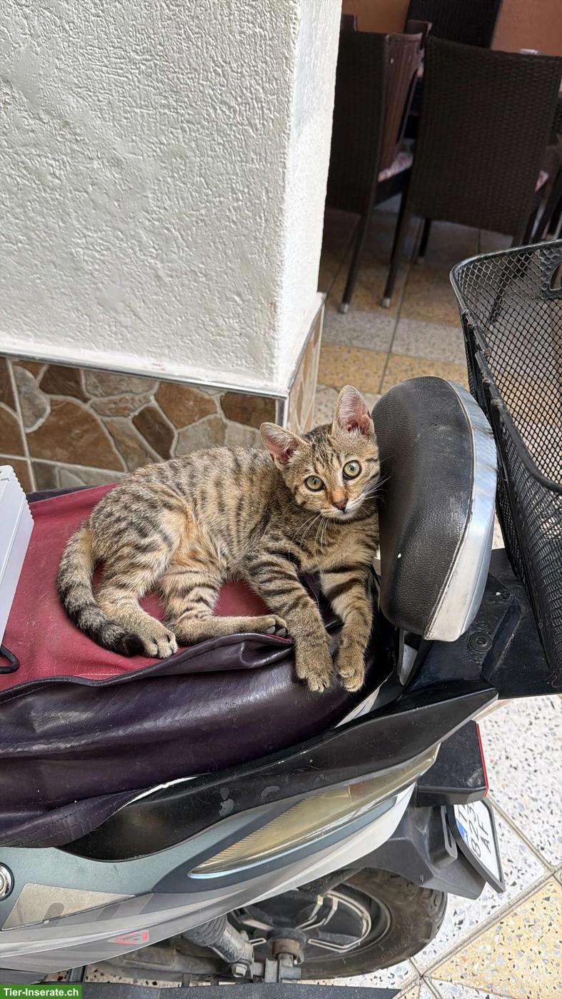 Bild 3: Süsses Kitten sucht liebevolles Zuhause 🐾