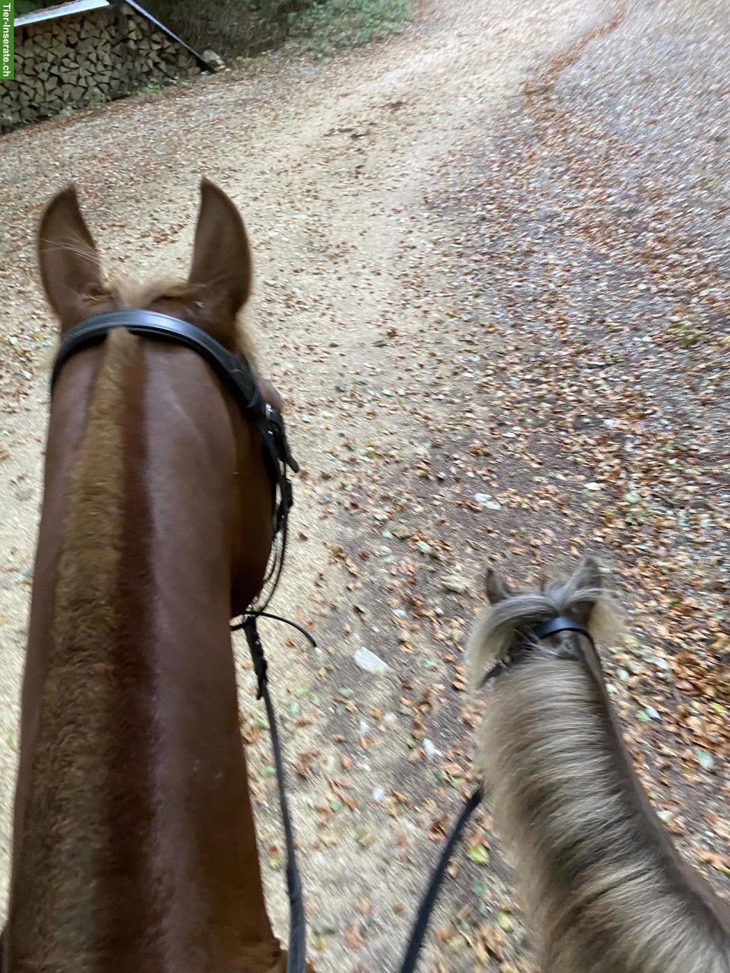 Shetty Stute sucht Freundin