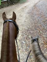 Shetty Stute sucht Freundin