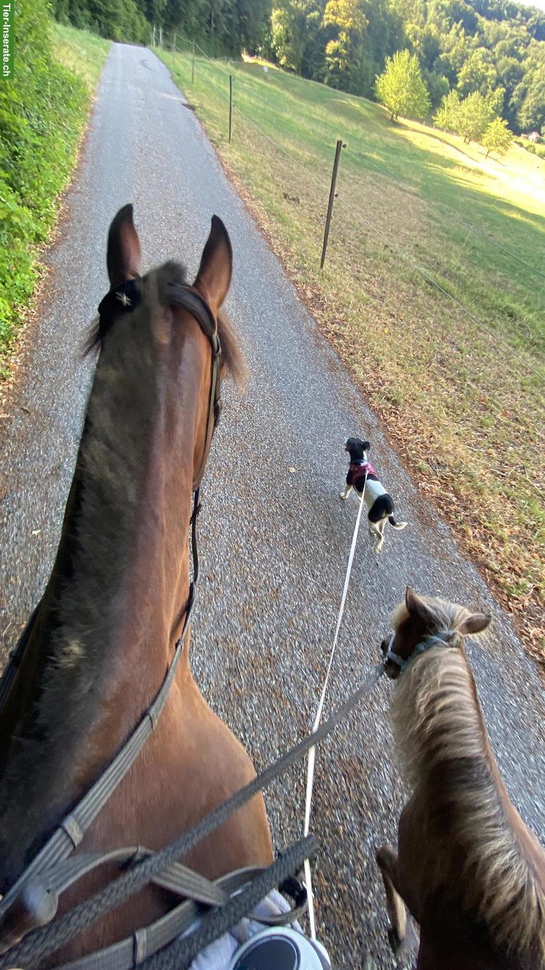 Bild 2: Shetty Stute sucht Freundin