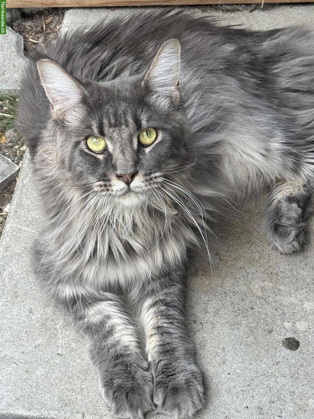 Wunderschöne Maine Coon Kätzin, kastriert