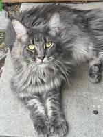 Wunderschöne Maine Coon Kätzin, kastriert