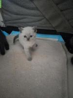 Britisch Kurzhaar Kitten in verschiedenen Farben