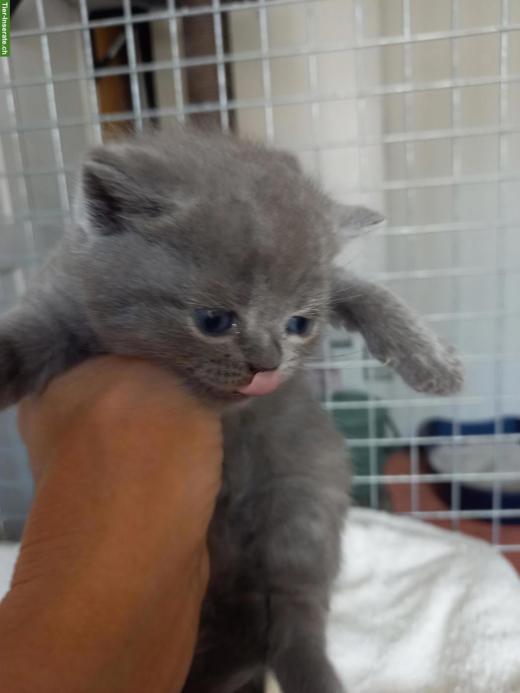 Bild 2: Britisch Kurzhaar Kitten in verschiedenen Farben