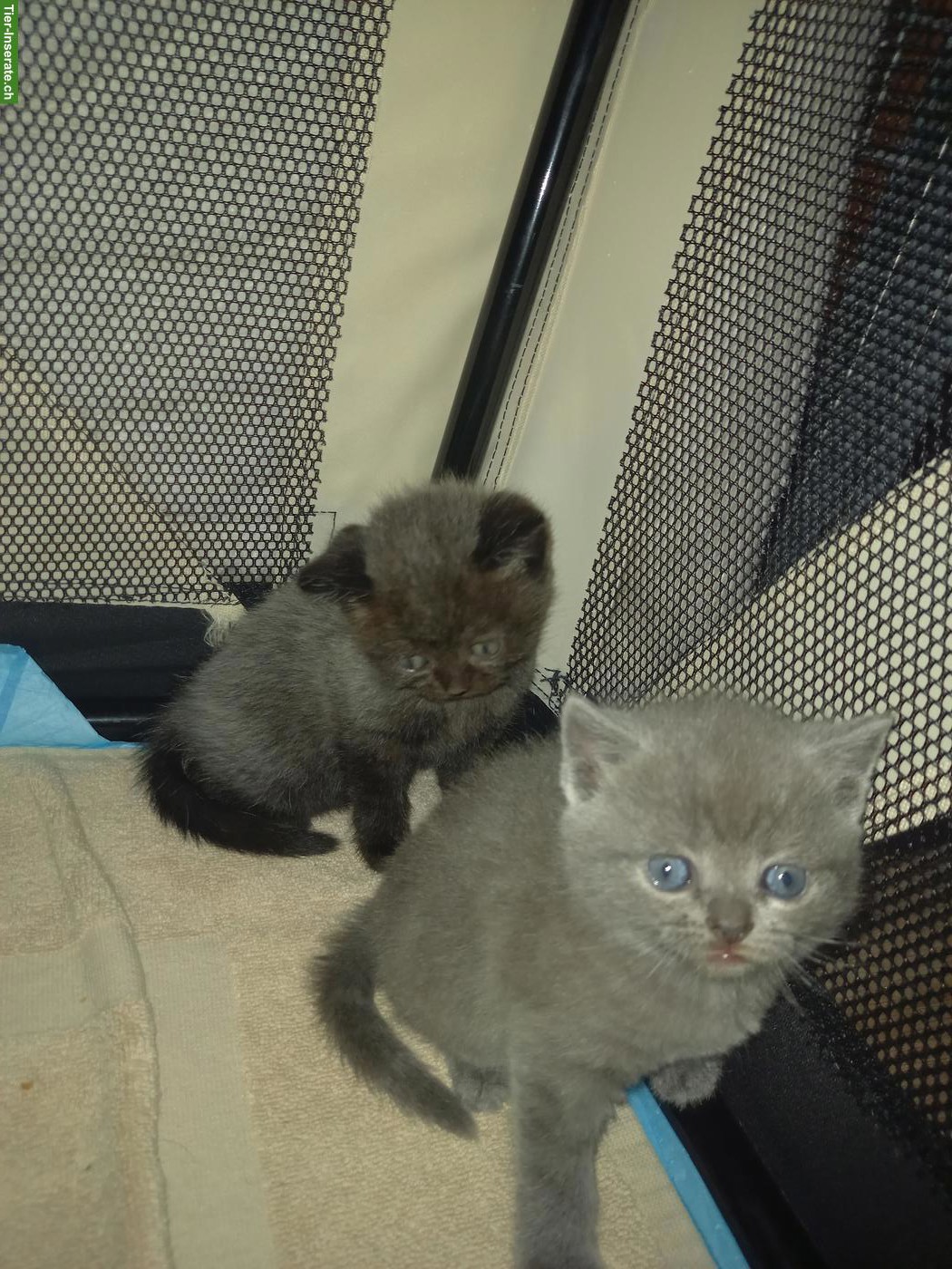 Bild 3: Britisch Kurzhaar Kitten in verschiedenen Farben
