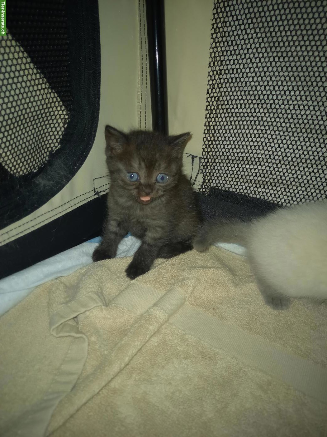 Bild 4: Britisch Kurzhaar Kitten in verschiedenen Farben