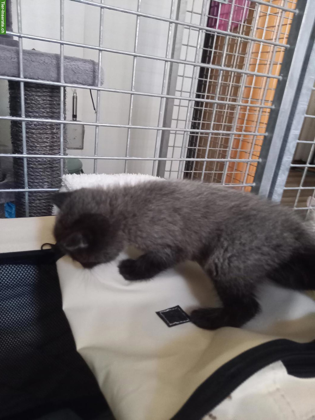 Bild 5: Britisch Kurzhaar Kitten in verschiedenen Farben