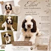 English Cocker Spaniel Welpen mit Ahnentafel