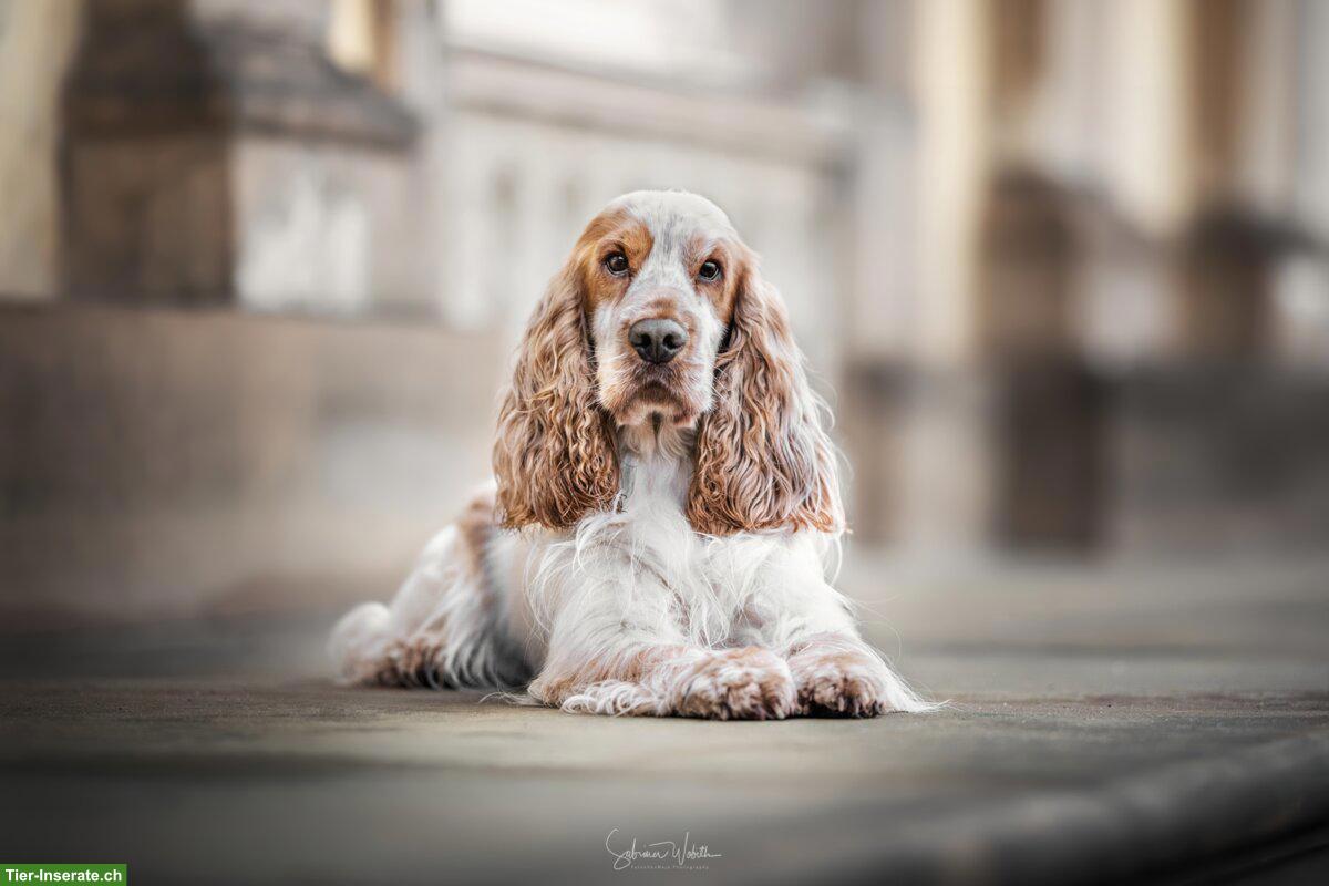 Bild 10: English Cocker Spaniel Welpen mit Ahnentafel