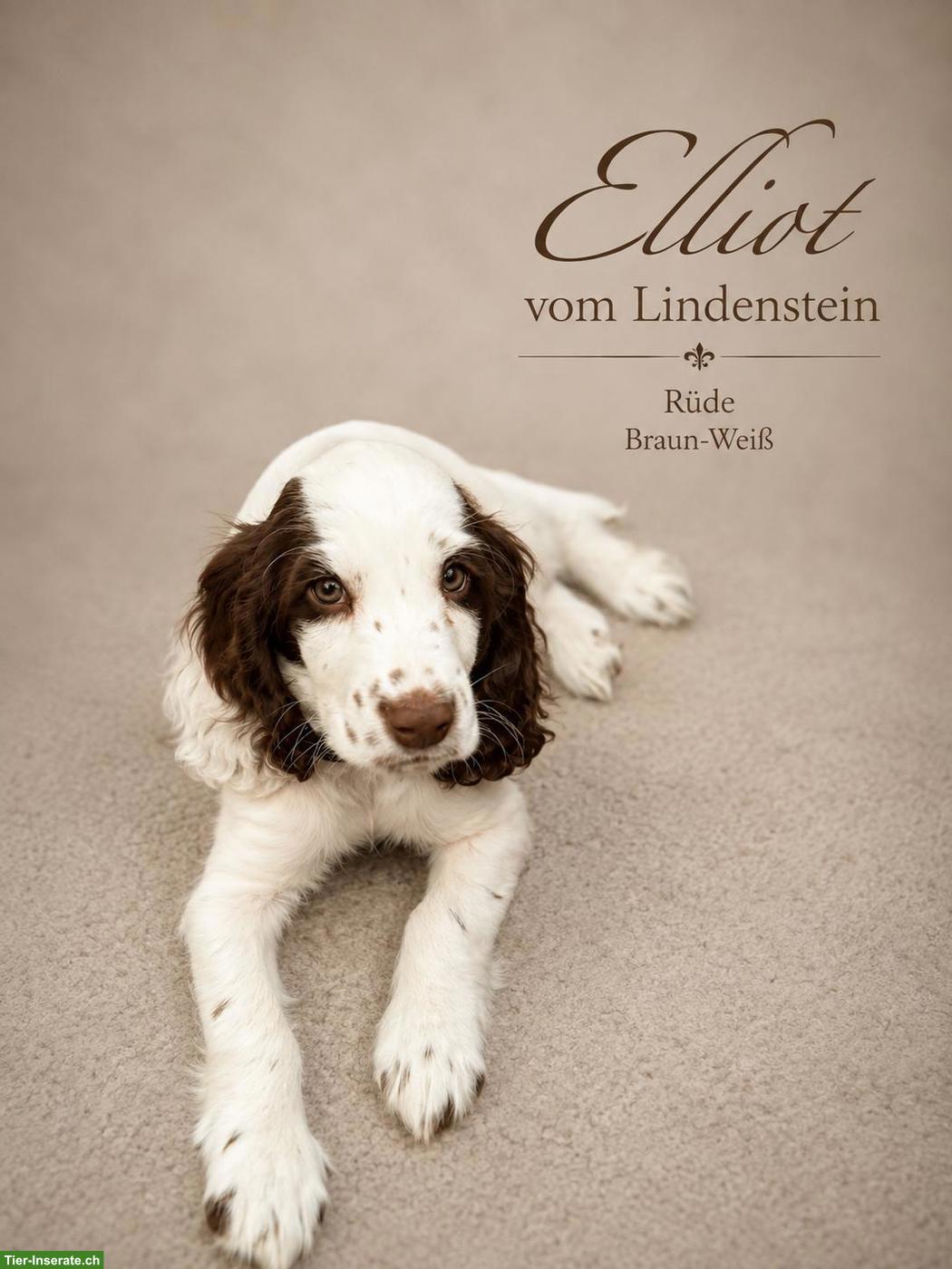 Bild 2: English Cocker Spaniel Welpen mit Ahnentafel