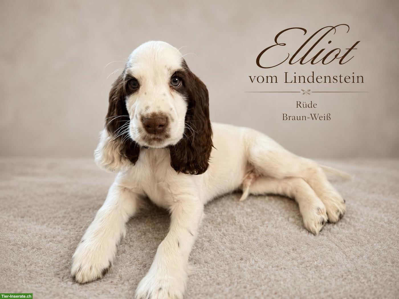 Bild 3: English Cocker Spaniel Welpen mit Ahnentafel