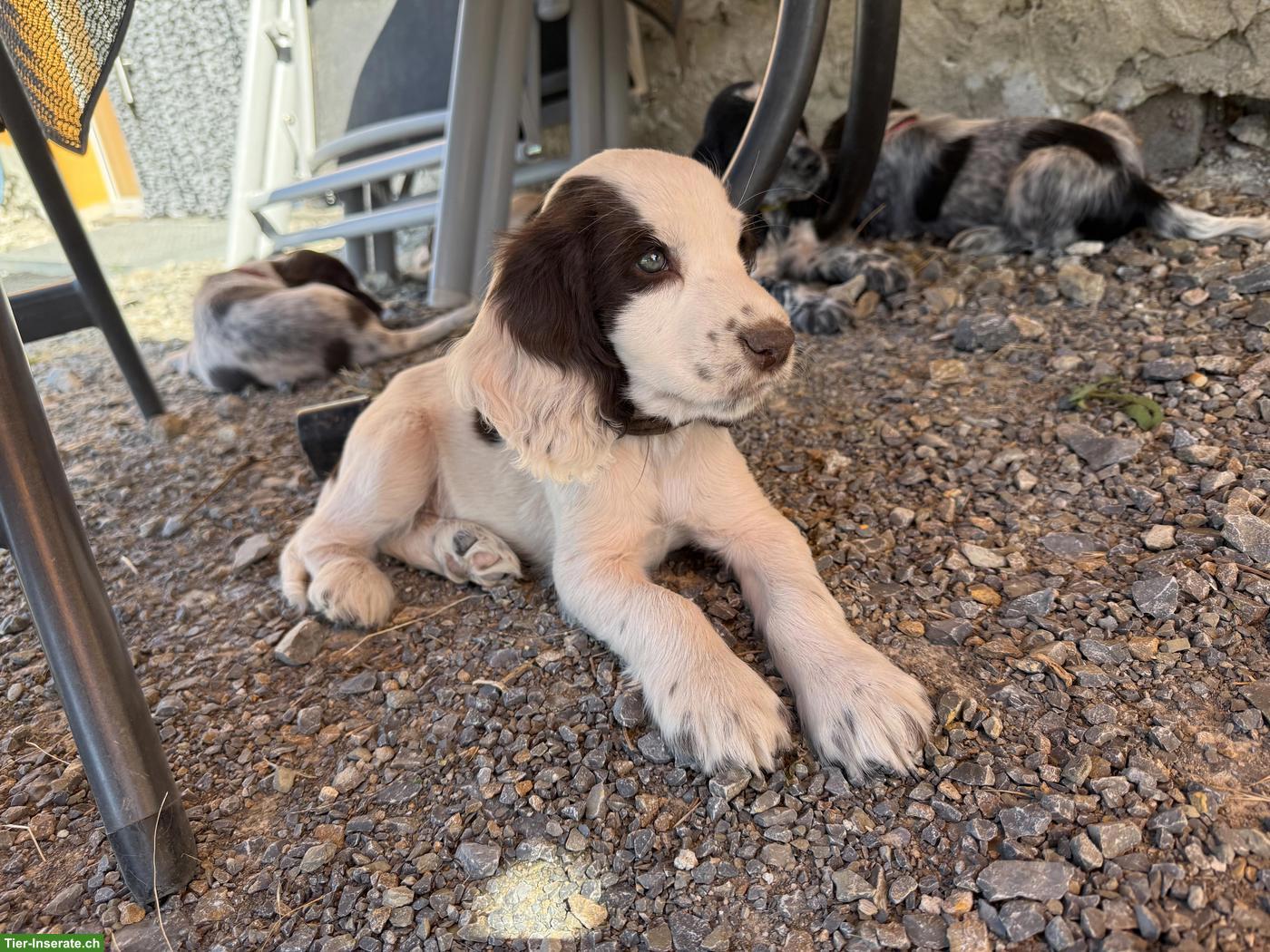 Bild 4: English Cocker Spaniel Welpen mit Ahnentafel