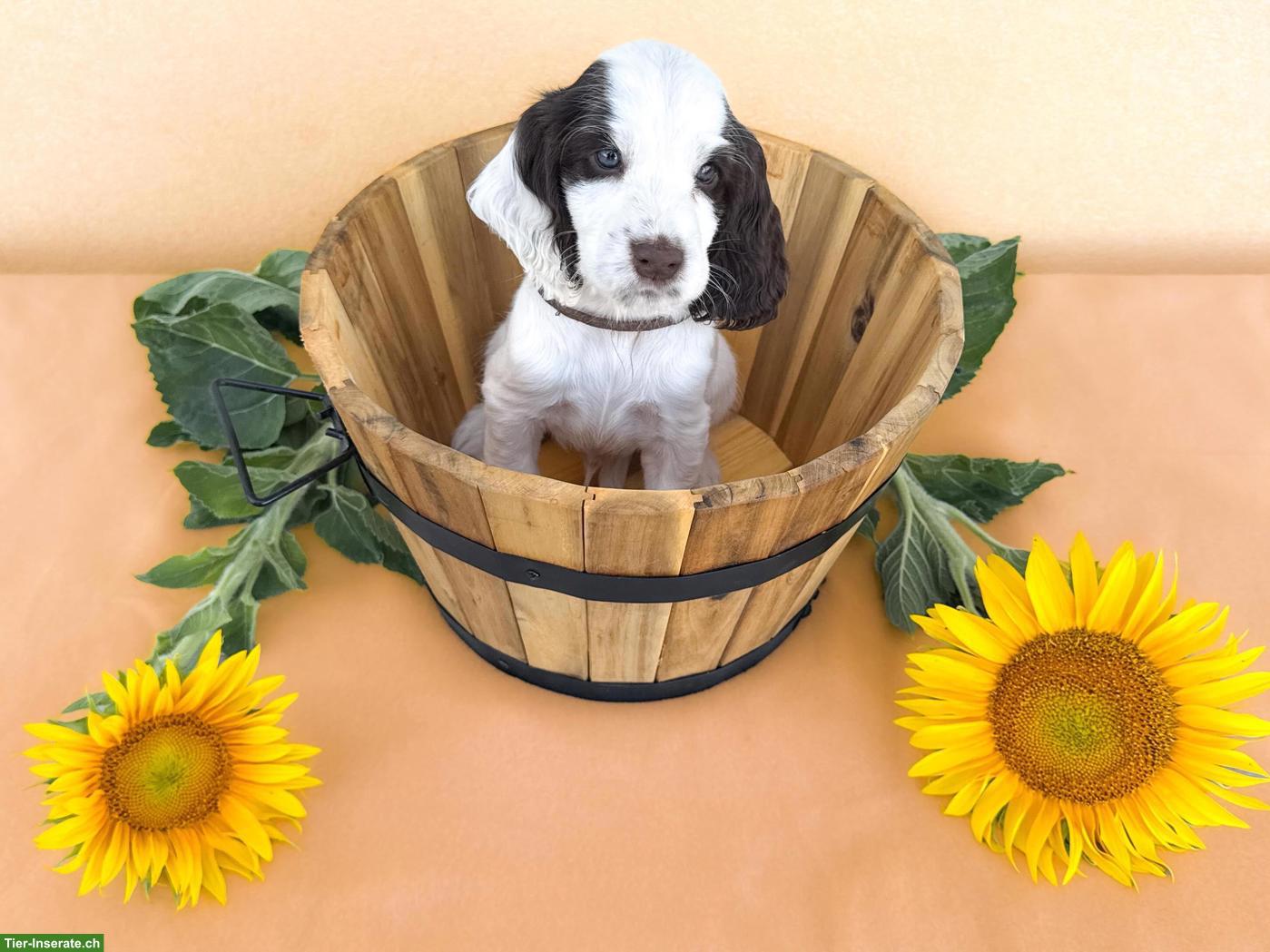 Bild 5: English Cocker Spaniel Welpen mit Ahnentafel