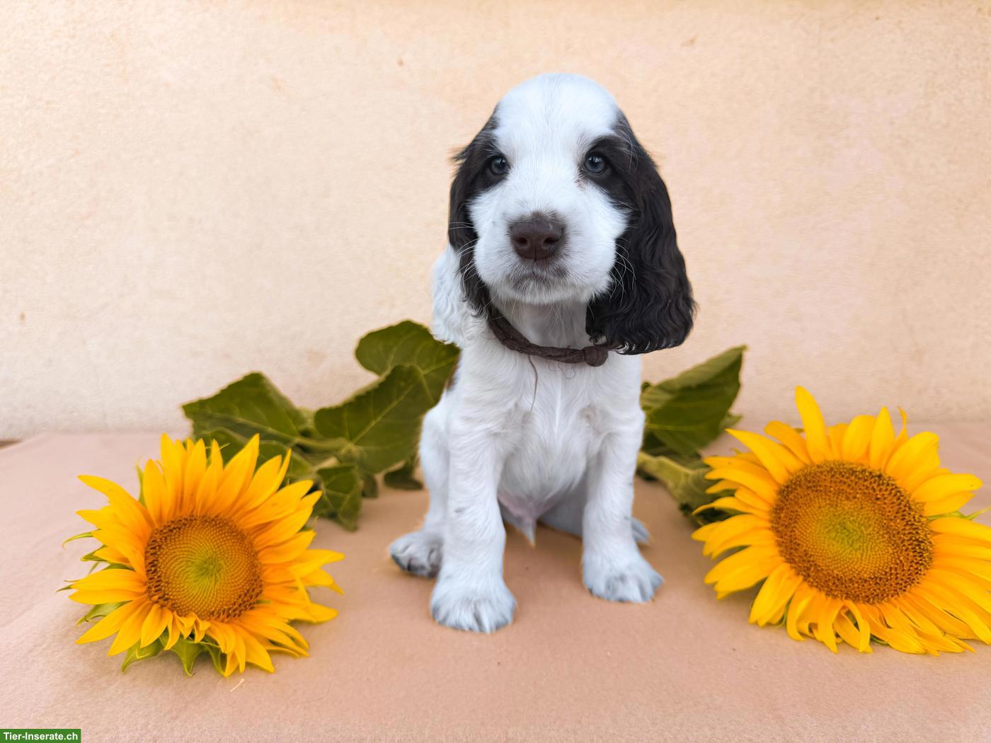 Bild 6: English Cocker Spaniel Welpen mit Ahnentafel