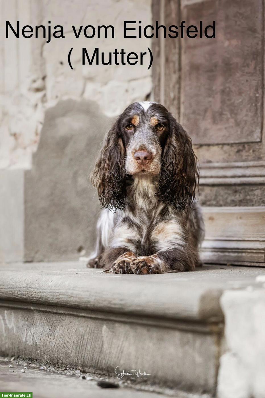 Bild 7: English Cocker Spaniel Welpen mit Ahnentafel