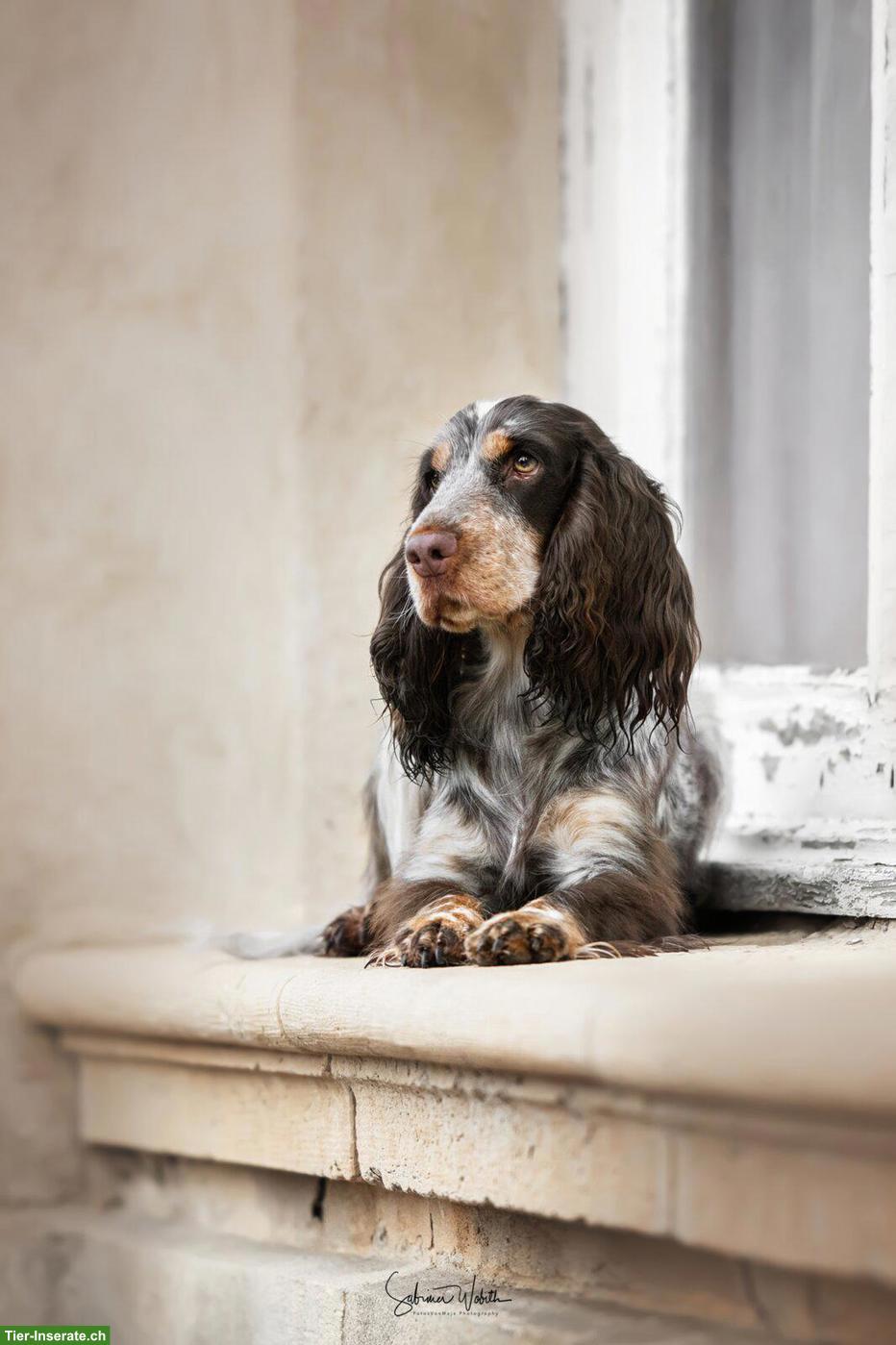 Bild 8: English Cocker Spaniel Welpen mit Ahnentafel