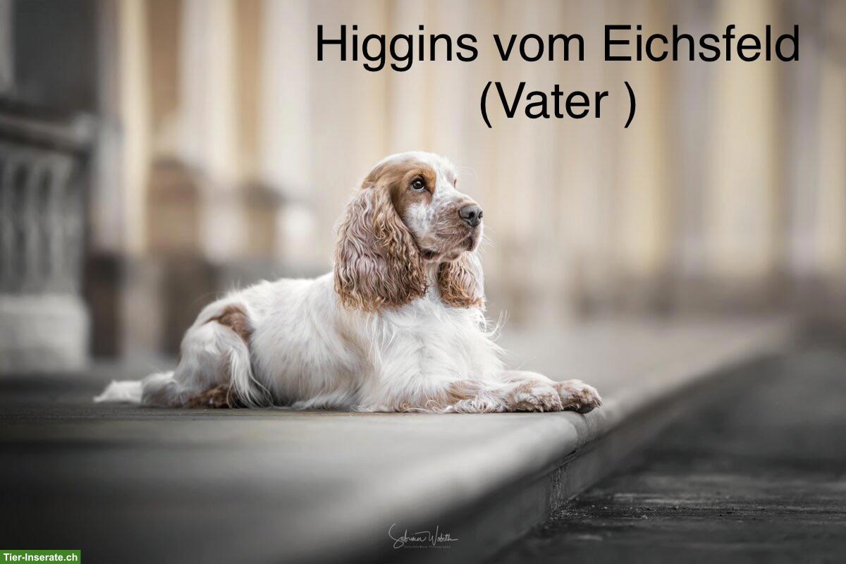 Bild 9: English Cocker Spaniel Welpen mit Ahnentafel