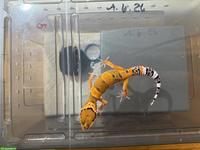 Leopardgecko Mandarin Tangerine (Pure Line) ♂