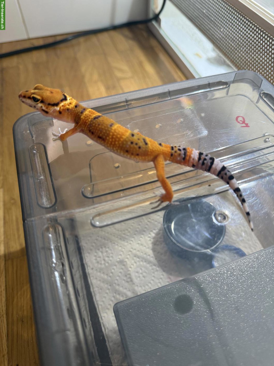 Bild 2: Leopardgecko Mandarin Tangerine (Pure Line) ♂