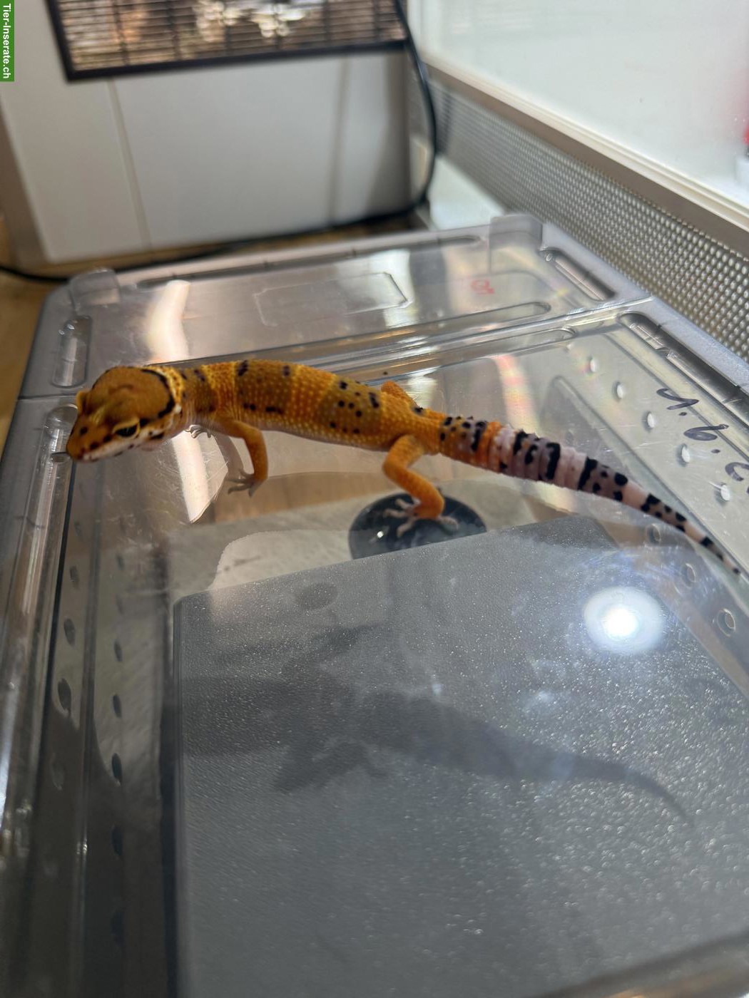 Bild 3: Leopardgecko Mandarin Tangerine (Pure Line) ♂