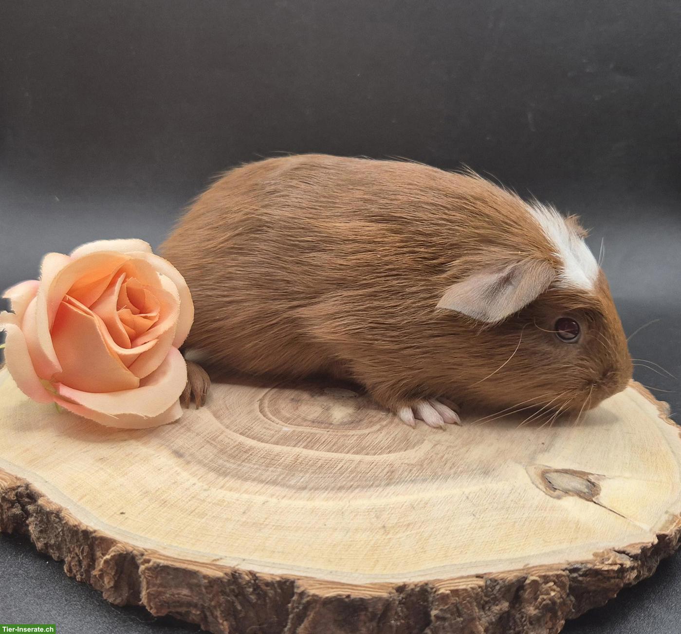 Super süsse Meerschweinchen Frühkastraten