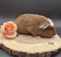 Super süsse Meerschweinchen Frühkastraten