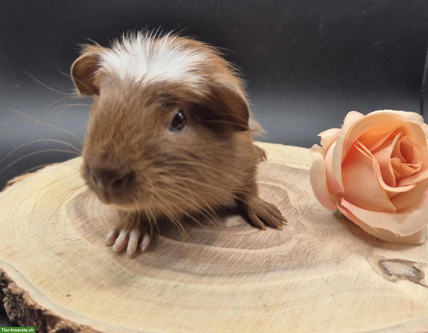 Bild 2: Super süsse Meerschweinchen Frühkastraten