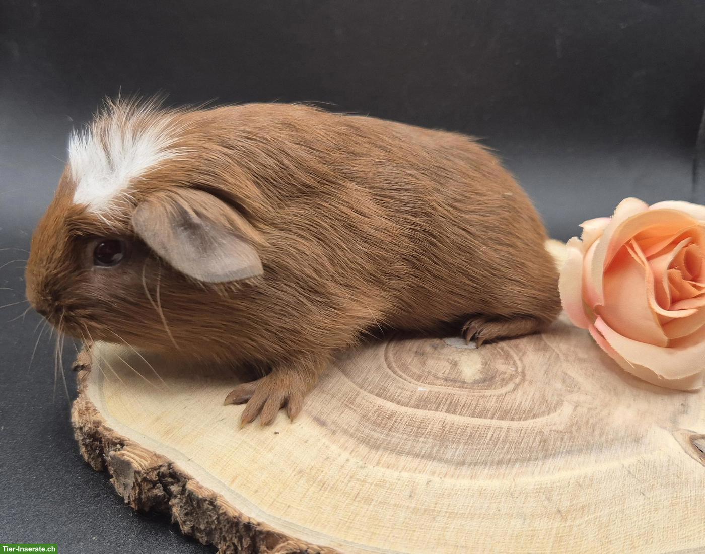 Bild 3: Super süsse Meerschweinchen Frühkastraten
