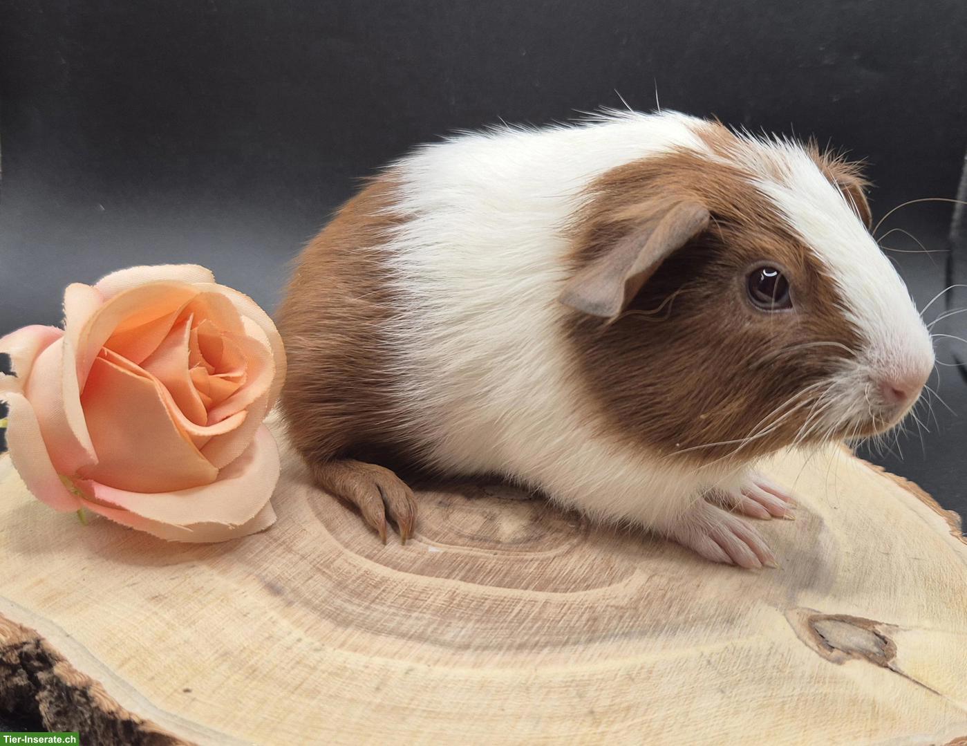 Bild 4: Super süsse Meerschweinchen Frühkastraten