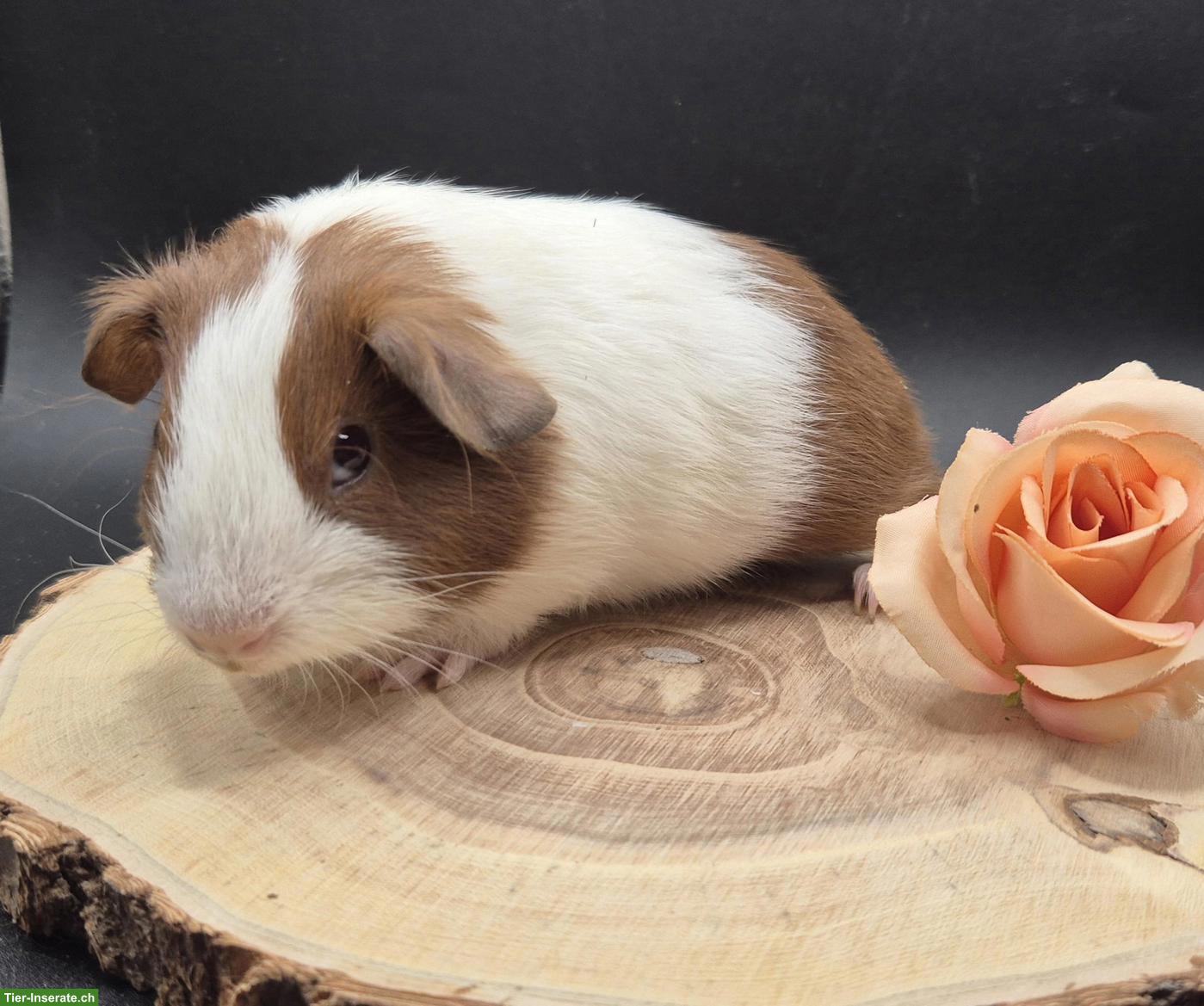 Bild 5: Super süsse Meerschweinchen Frühkastraten