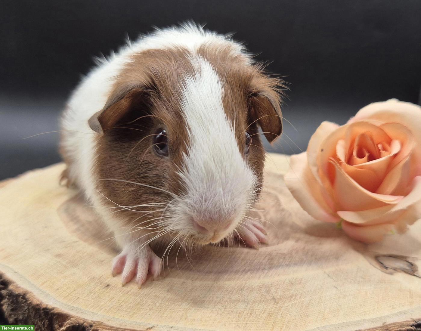 Bild 6: Super süsse Meerschweinchen Frühkastraten