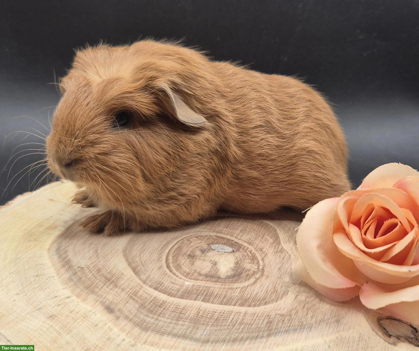 Bild 7: Super süsse Meerschweinchen Frühkastraten