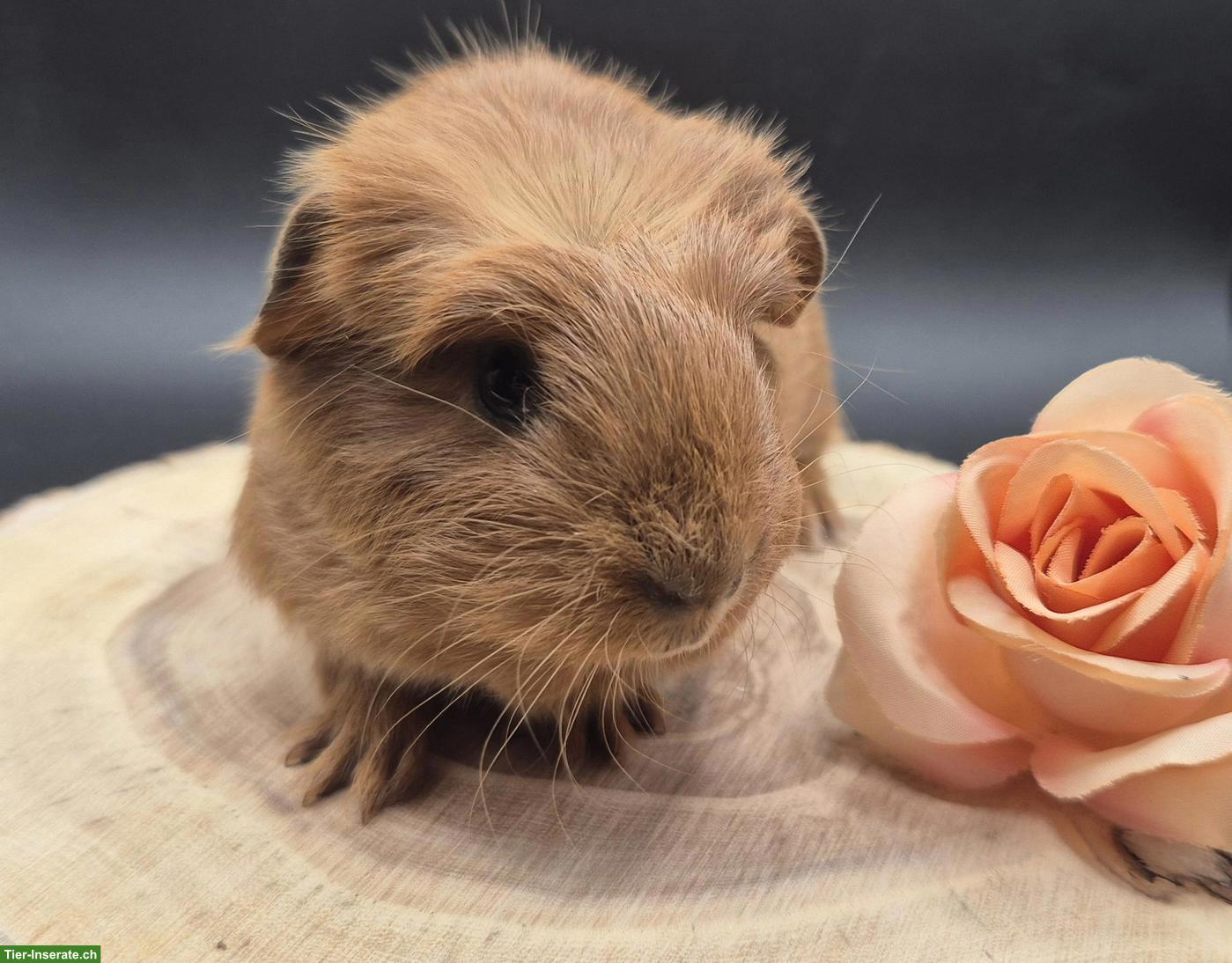 Bild 8: Super süsse Meerschweinchen Frühkastraten