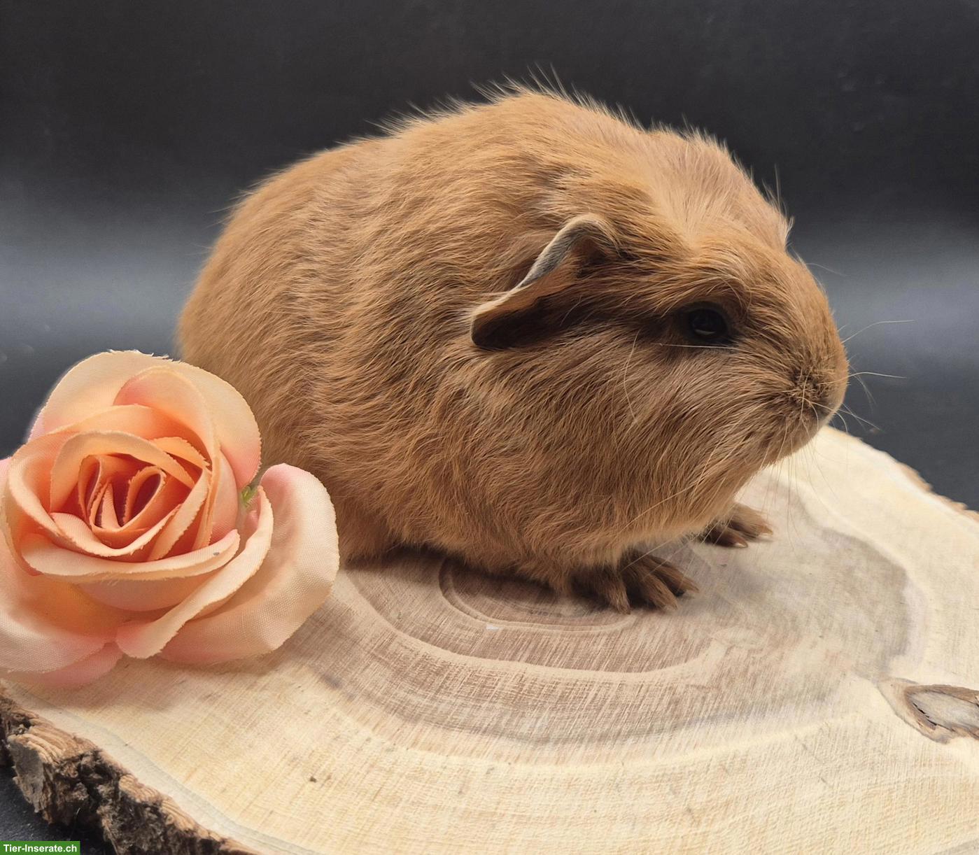 Bild 9: Super süsse Meerschweinchen Frühkastraten