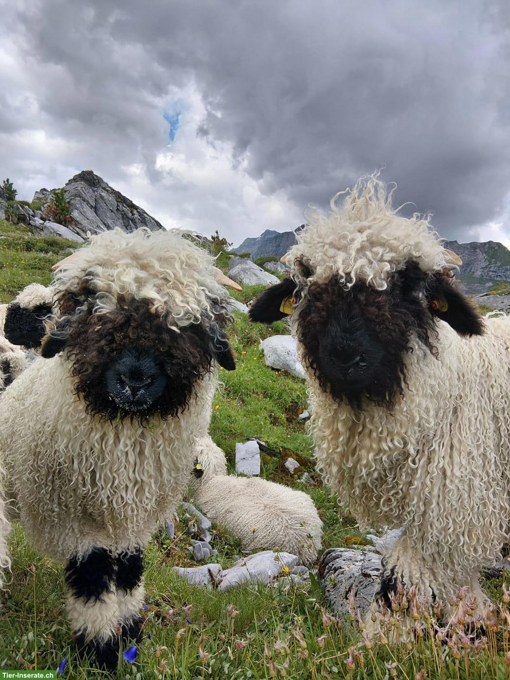 Chilber Walliser Schwarznasenschafe zu verkaufen
