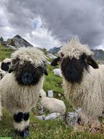 Chilber Walliser Schwarznasenschafe zu verkaufen
