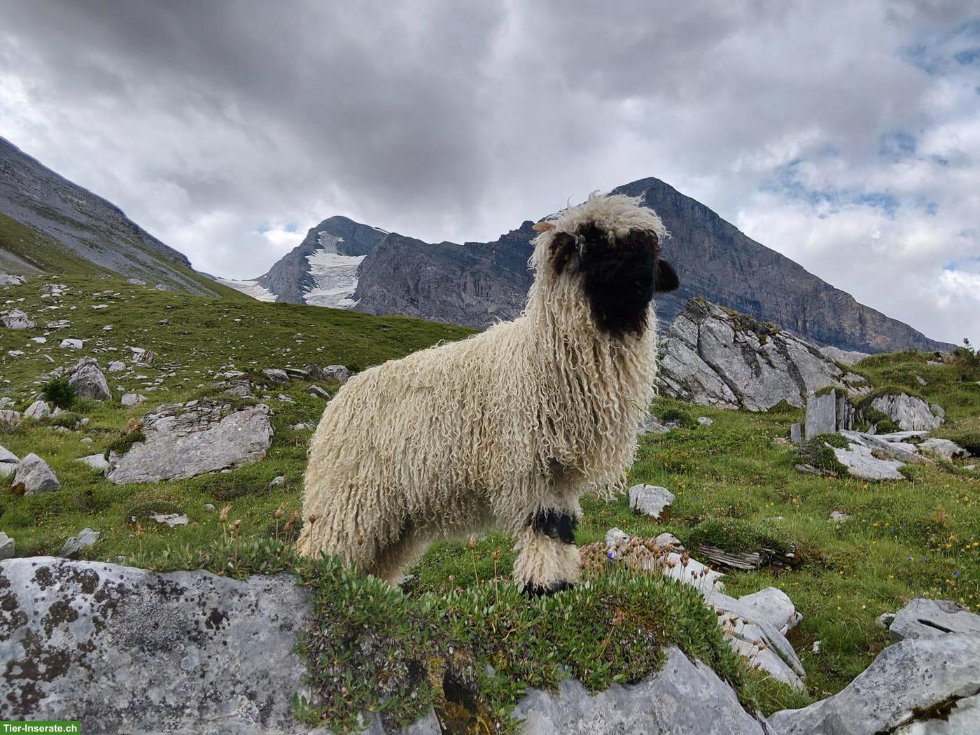 Bild 2: Chilber Walliser Schwarznasenschafe zu verkaufen