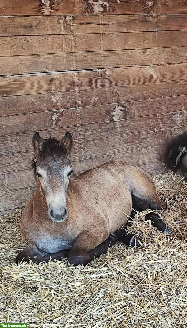 Connemara Stutfohlen, zuverlässiges Familienpony
