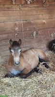 Connemara Stutfohlen, zuverlässiges Familienpony