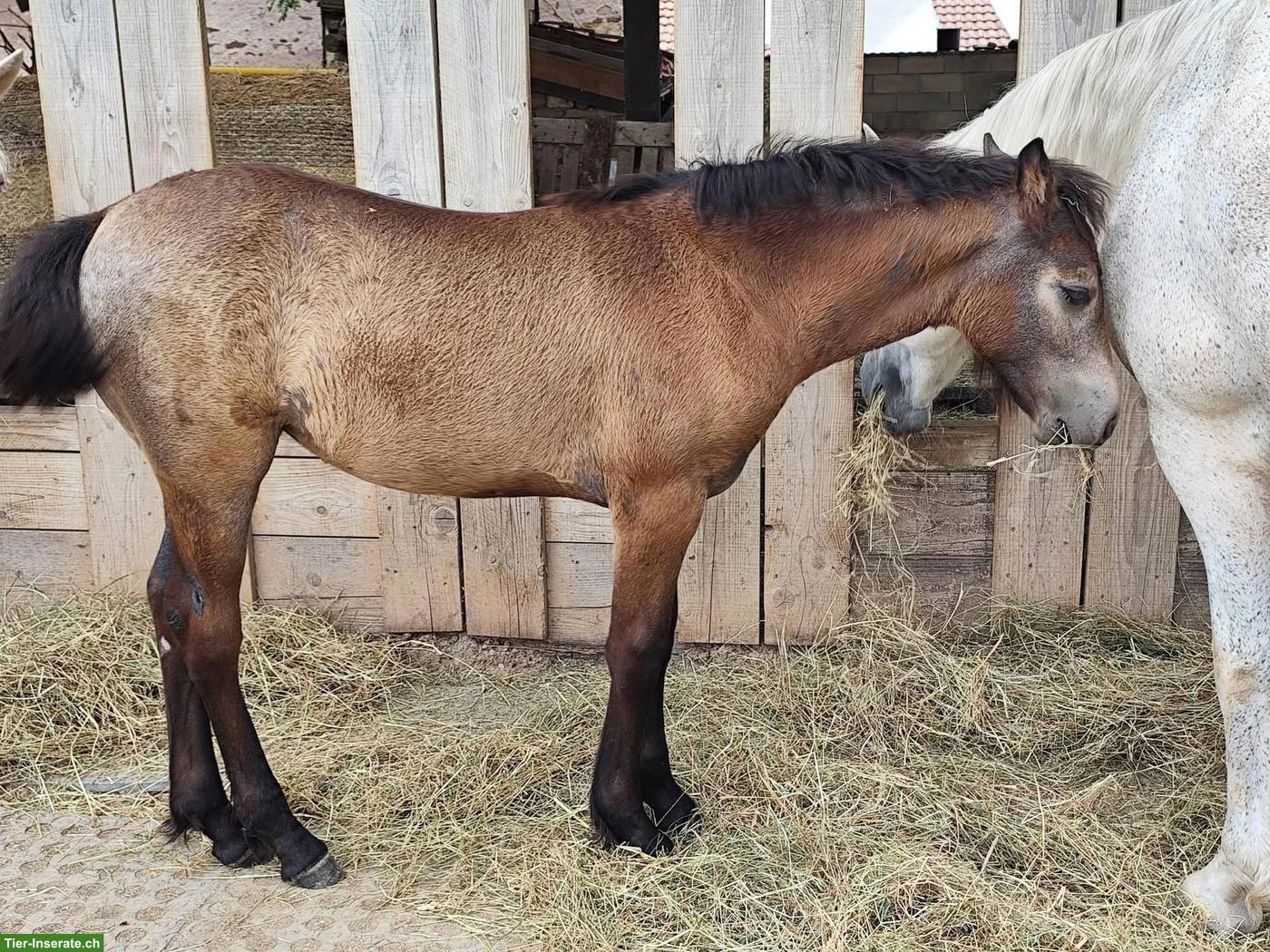 Bild 2: Connemara Stutfohlen, zuverlässiges Familienpony