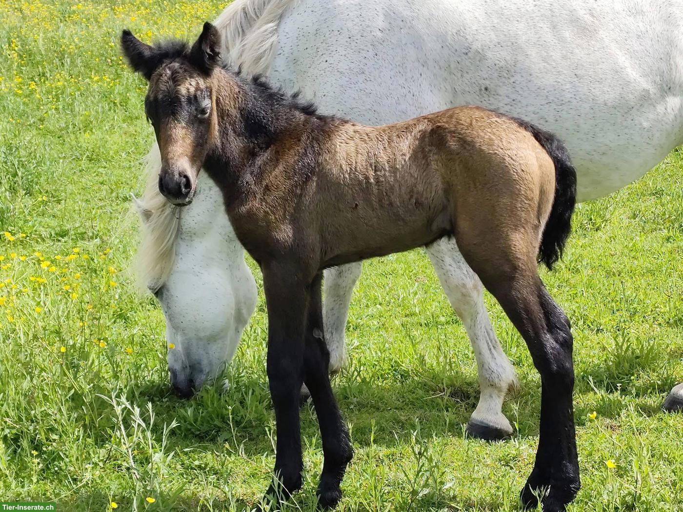 Bild 3: Connemara Stutfohlen, zuverlässiges Familienpony