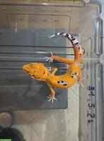 Junger Leopardgecko Mandarin Tangerine (Pure Line) ♂, 31.5.2026
