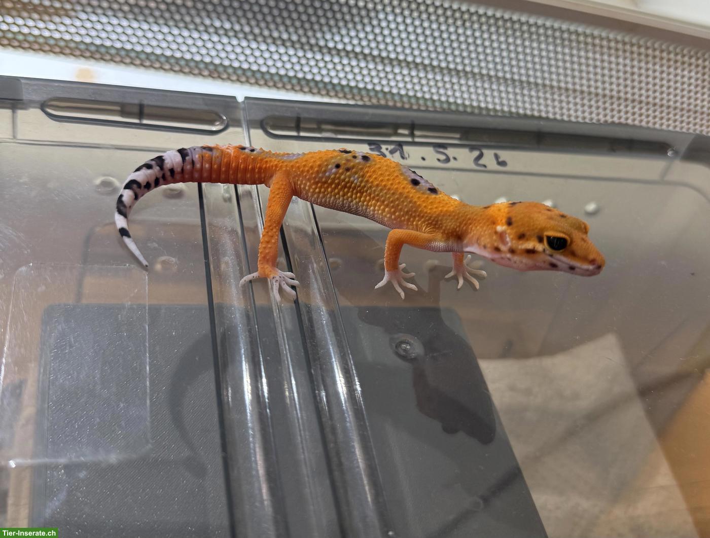 Bild 2: Junger Leopardgecko Mandarin Tangerine (Pure Line) ♂, 31.5.2026