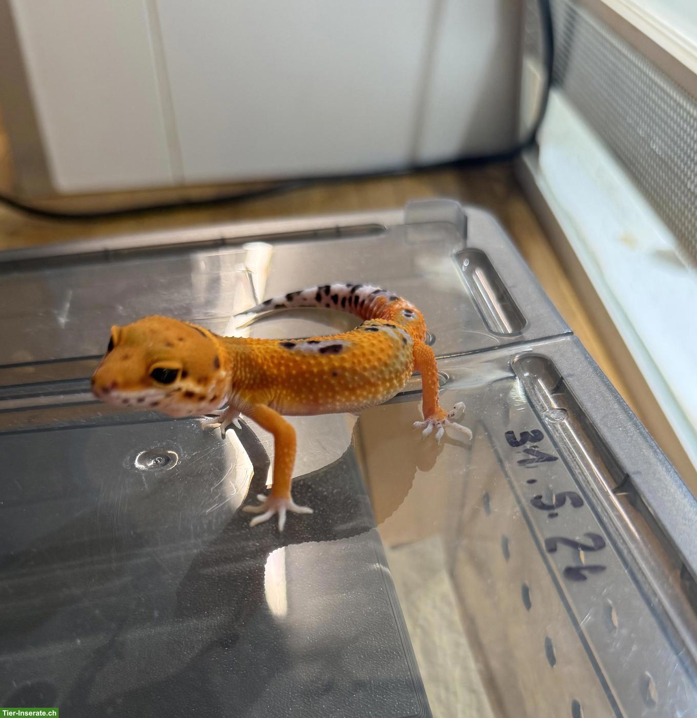 Bild 3: Junger Leopardgecko Mandarin Tangerine (Pure Line) ♂, 31.5.2026