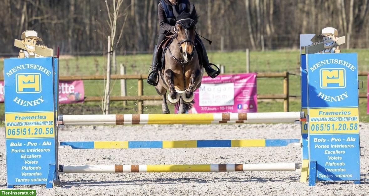 New Forrest Ponystute, 15-jährig, 1.49cm, mit Turniererfahrung