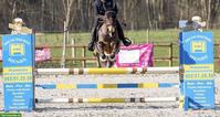 New Forrest Ponystute, 15-jährig, 1.49cm, mit Turniererfahrung