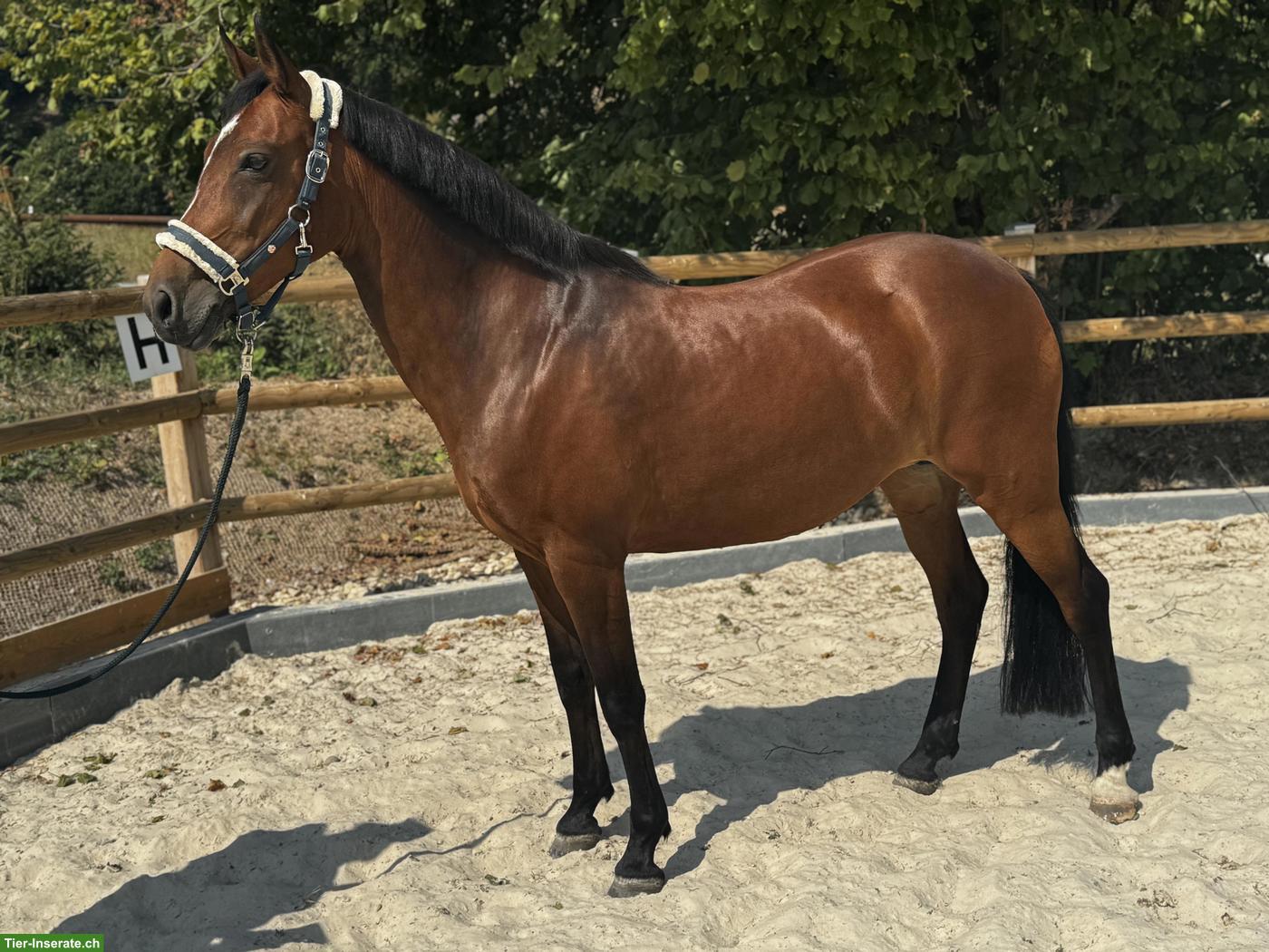 Bild 3: New Forrest Ponystute, 15-jährig, 1.49cm, mit Turniererfahrung