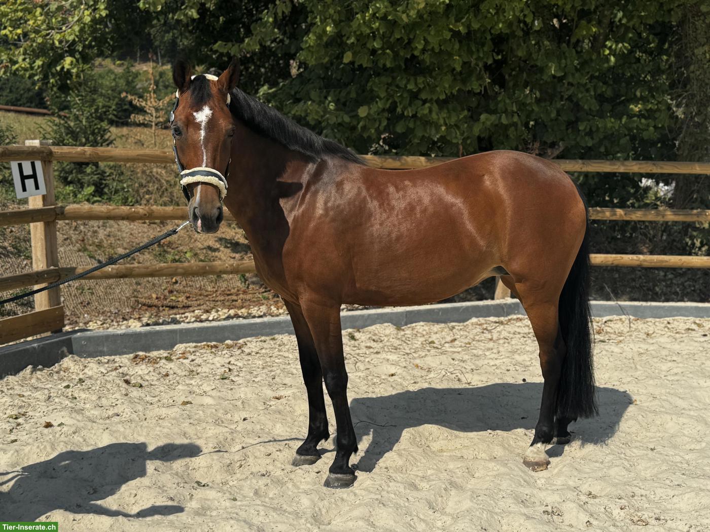 Bild 4: New Forrest Ponystute, 15-jährig, 1.49cm, mit Turniererfahrung